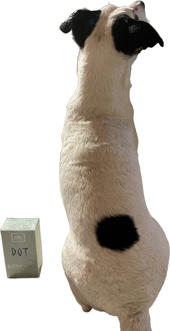 Dot, meticcio di Jack Russell, seduto di spalle con il grande punto nero sulla schiena, accanto a una confezione di profumo con scritto DOT